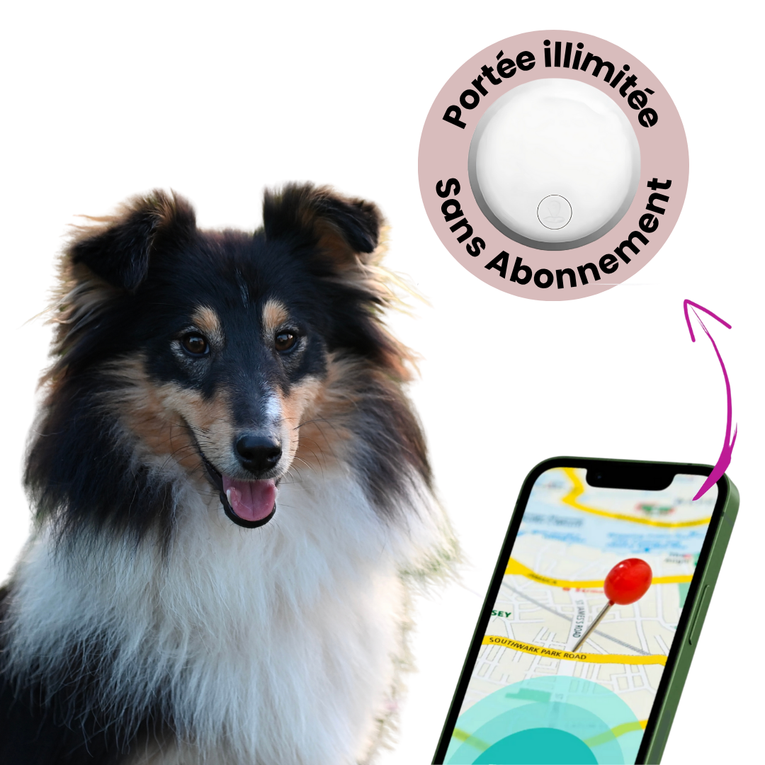 Collier GPS Chien Longue Portée Sans Abonnement - blxckfr