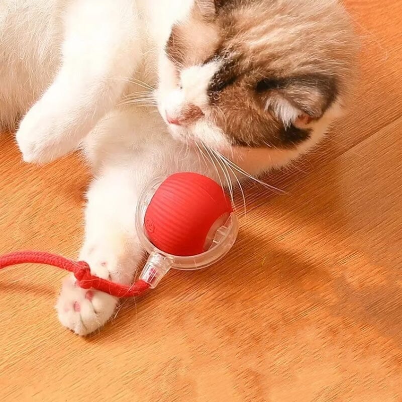 Jouet LED Chat Intérieur Amusant - BlxckFR