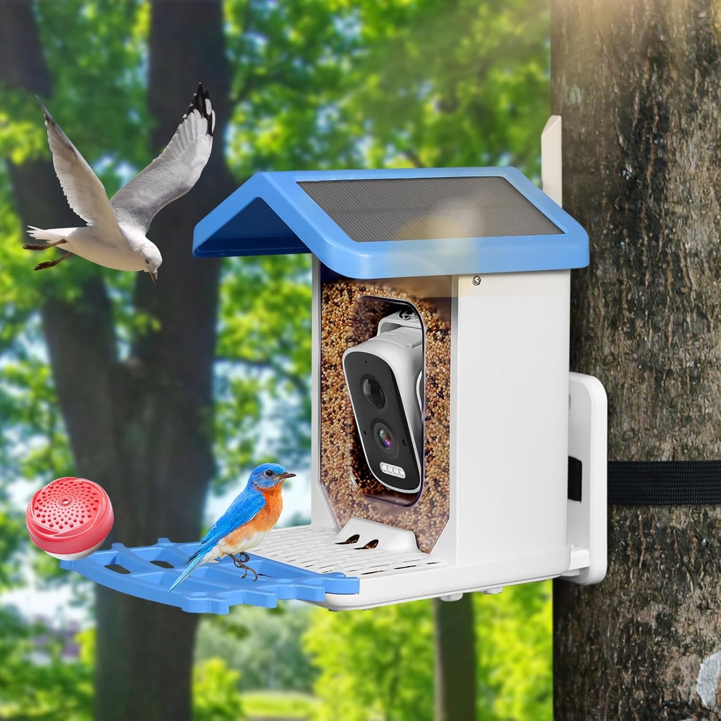 Caméra d'alimentation pour oiseaux Solaire IntelligenteSans Fil Extérieure - BlxckFR