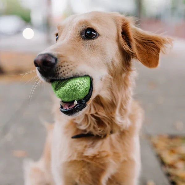 Jouet Canin Intelligent Électronique - Foivo