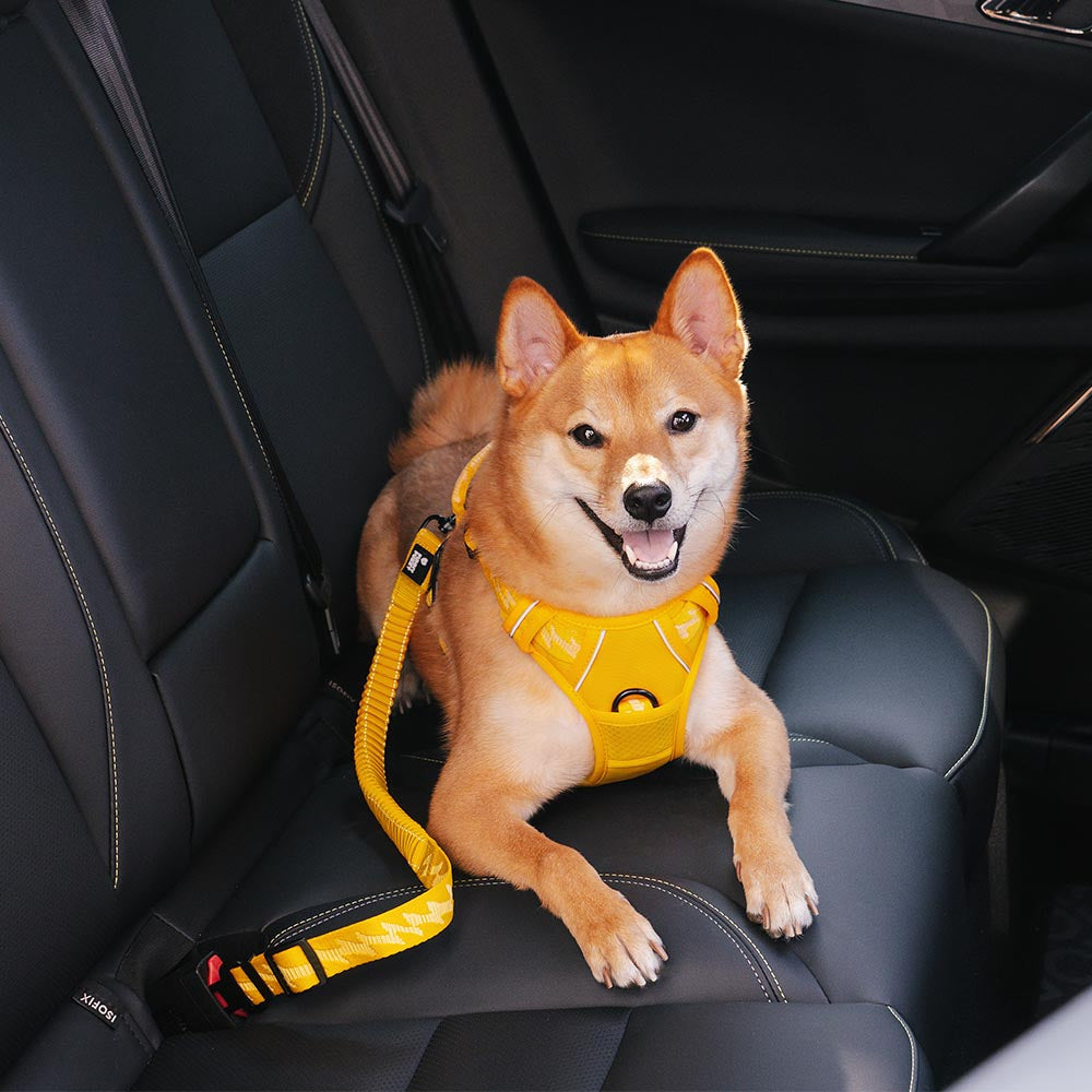 Ceinture de Sécurité pour Chien Régulable - BlxckFR