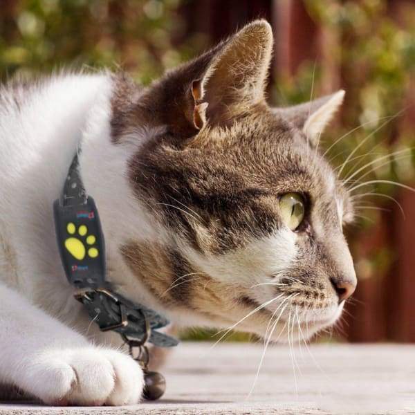 Collier GPS pour Chat | Localisation Précise et Instantanée - Foivo