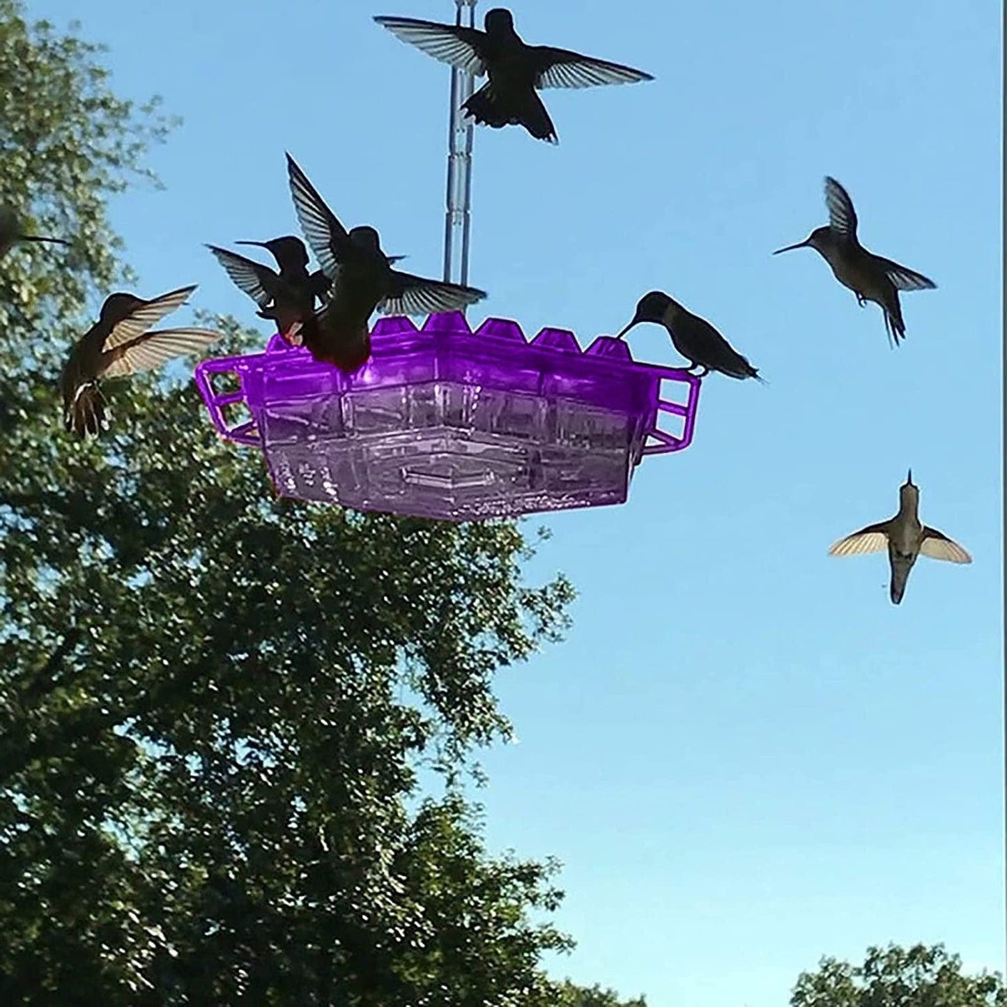 Nourrisson d'Oiseaux Rouge en Plastique Suspendu