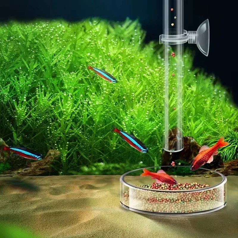 Accessoire d'alimentation pour Aquarium Transparent 5