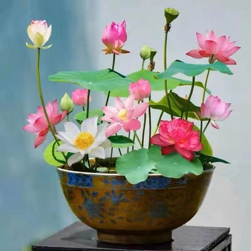 Graines de Lotus Élégant - Cultivez Votre Petit Lotus d'Eau en Intérieur - Foivo