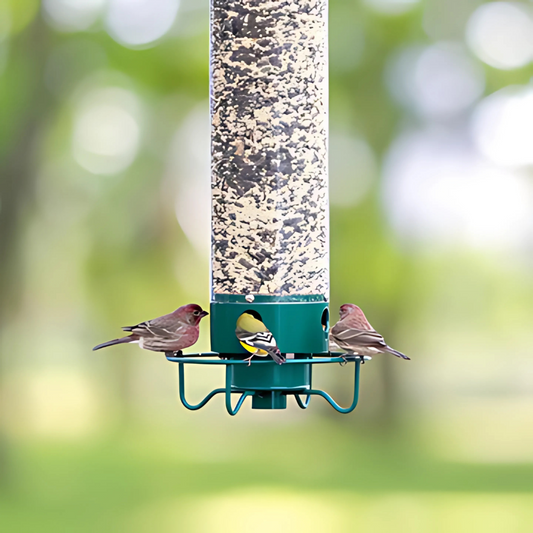 Mangeoire Oiseaux Élégante | Anti-Écureuils et Grande Contenance - Foivo