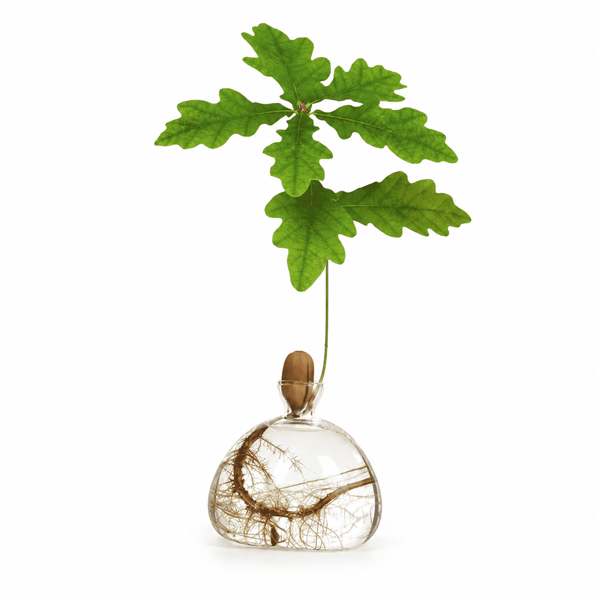 Vase Gland Unisexe en Verre pour Germination