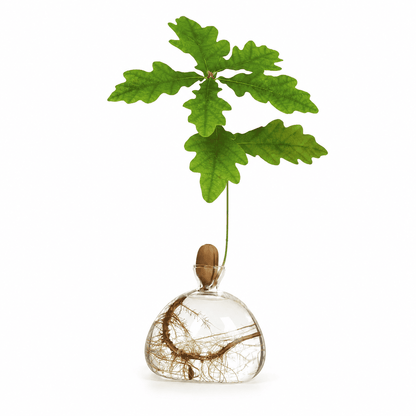 Vase Gland Unisexe en Verre pour Germination