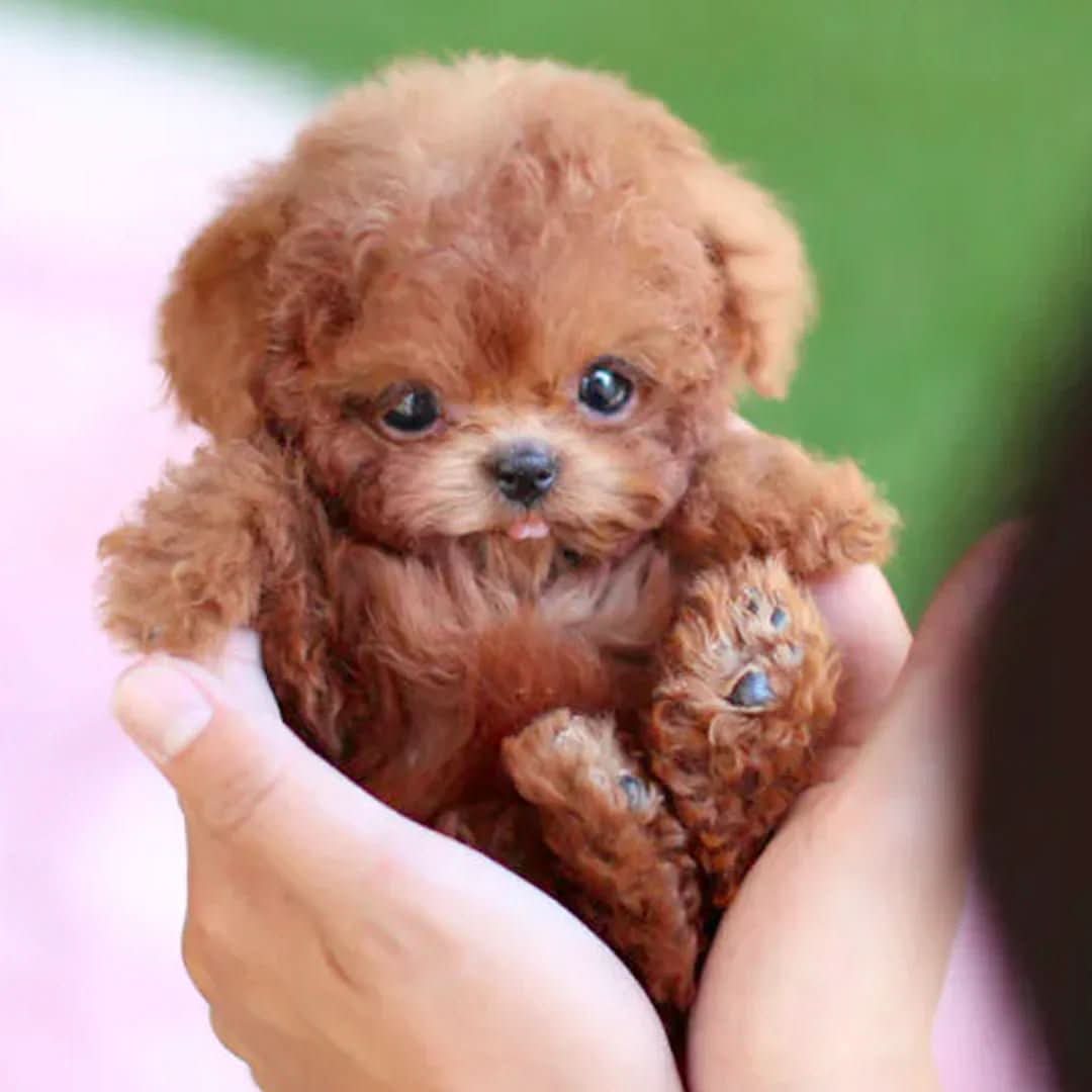 Jouet Peluche Interactif Enfant Animaux - Foivo