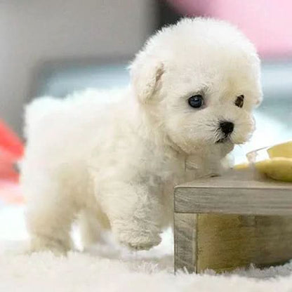 Chien en Peluche Interactif pour Enfants 3
