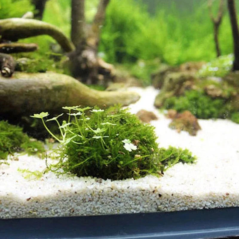 Décoration Aquarium Mousse Naturelle pour Aménagement Aquatique 3