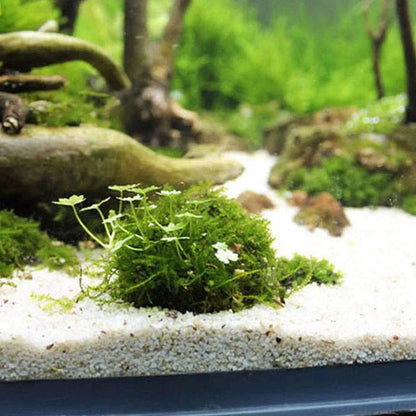 Décoration Aquarium Mousse Naturelle pour Aménagement Aquatique 3