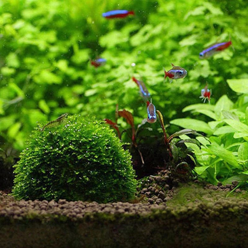 Décoration Aquarium Mousse Naturelle pour Aménagement Aquatique 4