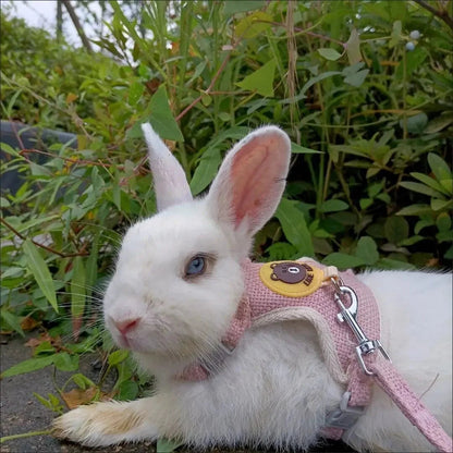 Harnais Chien Confortable et Laisse Pratique pour Promenade 1
