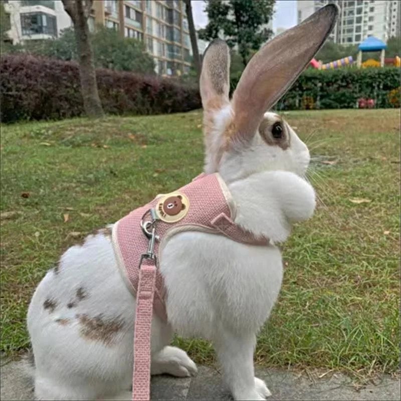 Harnais Chien Confortable et Laisse Pratique pour Promenade 2