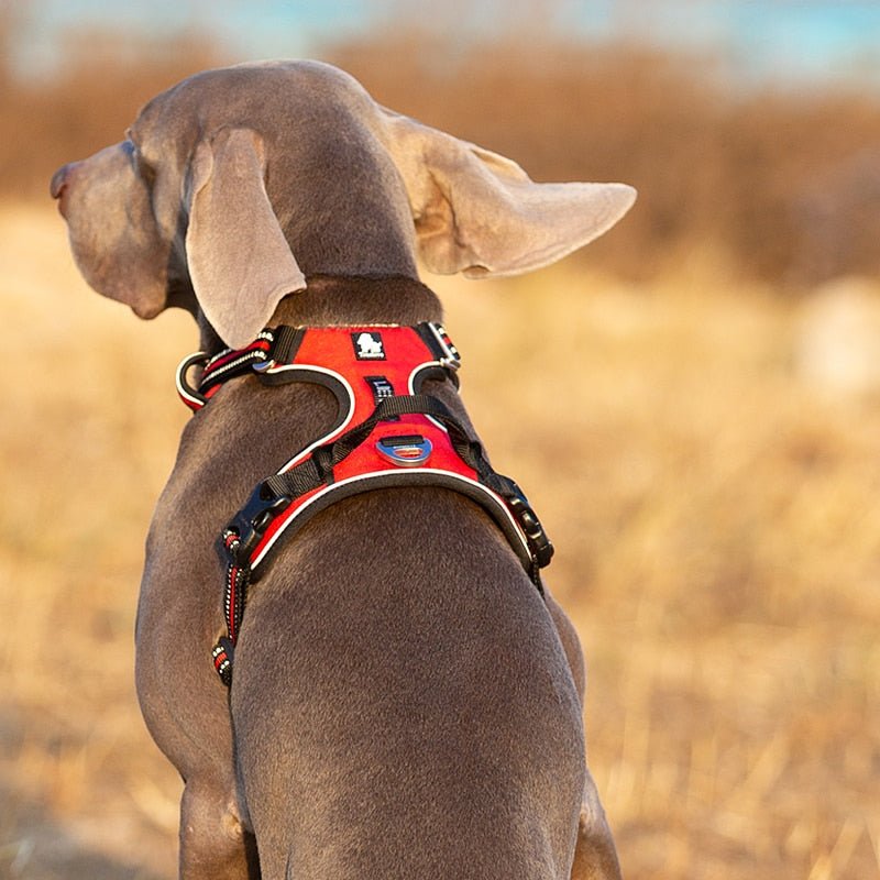 Harnais Réfléchissant pour Chiens Ajustable 2