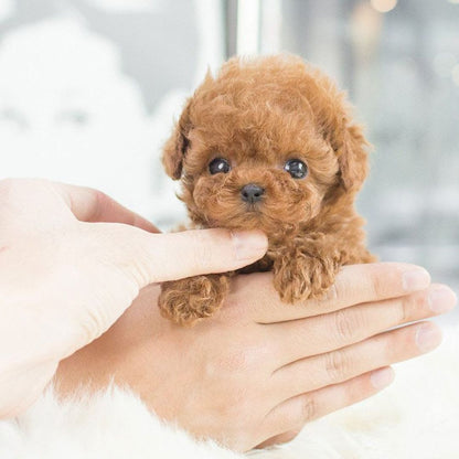 Jouet Sonore pour Chien Réactif au Contact - Foivo