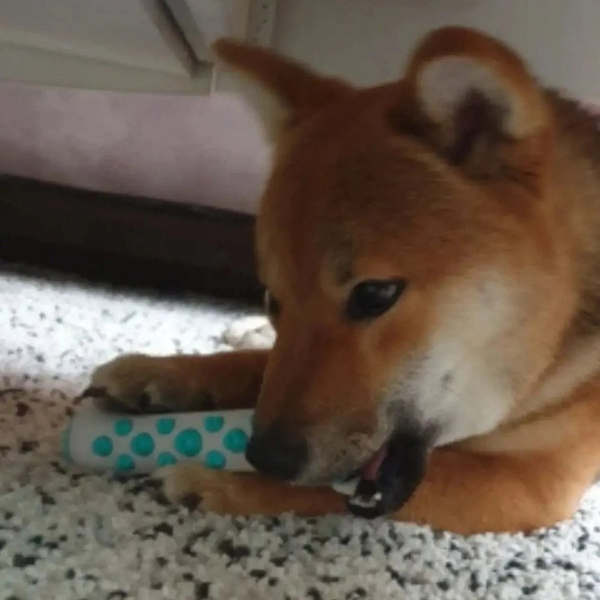 Jouet Pour Chien Apaisant Interactif Avec Textures Calmes 5