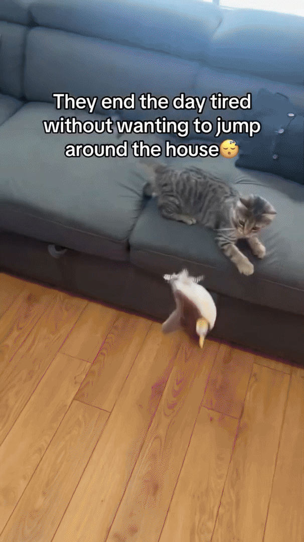 Jouet en Peluche pour Chats Actifs 1