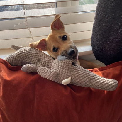 Jouet pour Chien à Mâcher Durable 3