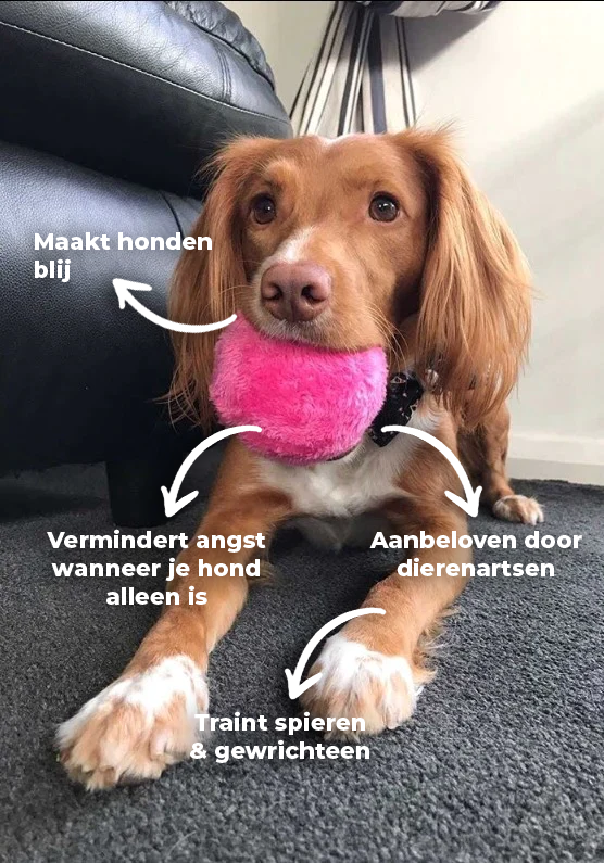Jouet Canin Interactif Automatique Balle - Foivo