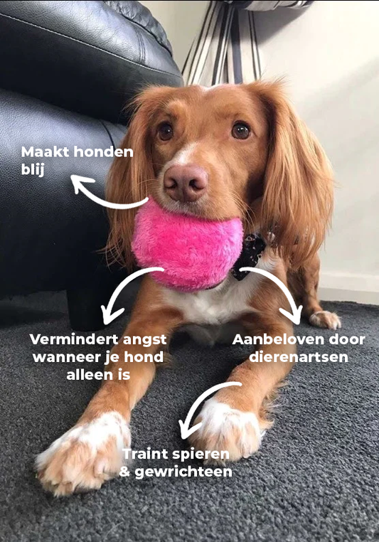 Jouet Canin Interactif Automatique Balle - Foivo