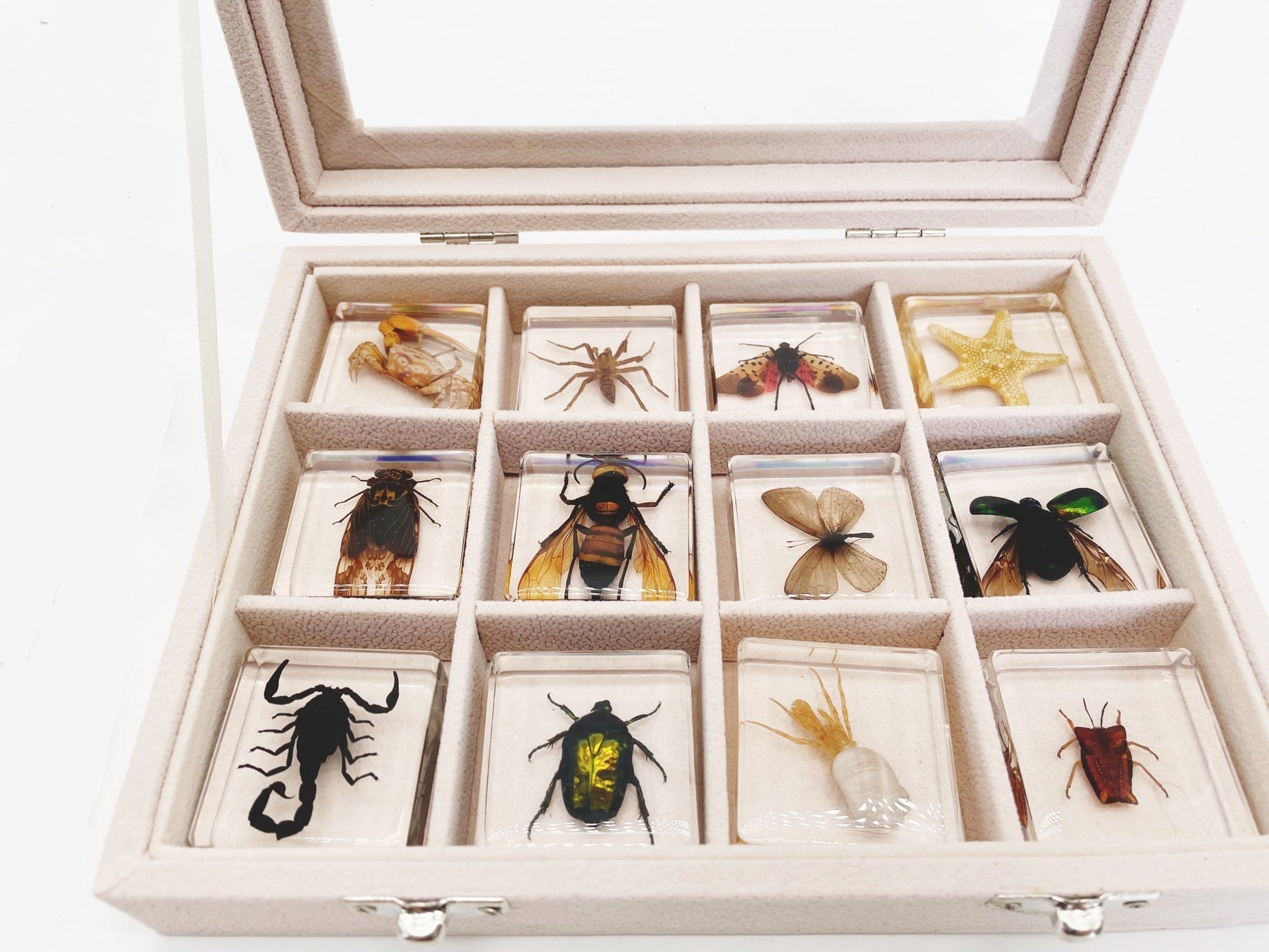 Collection Insectes Rares | 12 Insectes en Résine sur Bois - BlxckFR