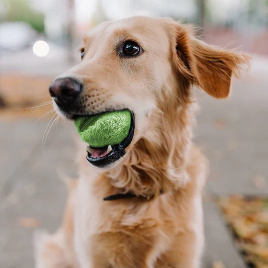 Jouet Canin Intelligent Électronique - Foivo