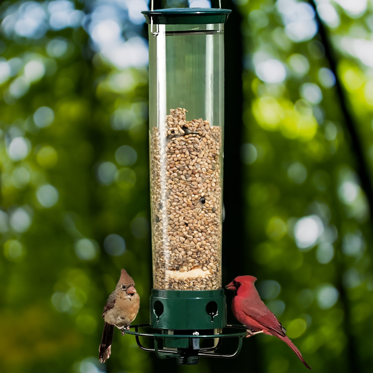 Distributeur de Graines Sûr pour Oiseaux | Protège Contre les Écureuils - Foivo