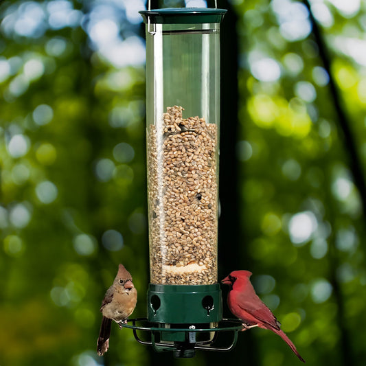 Distributeur de Graines Sûr pour Oiseaux | Protège Contre les Écureuils - Foivo