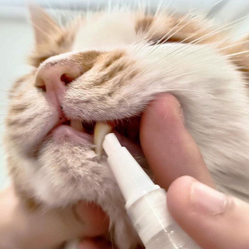Stylo Brosse à Dents pour Animaux de Compagnie Pratique 5