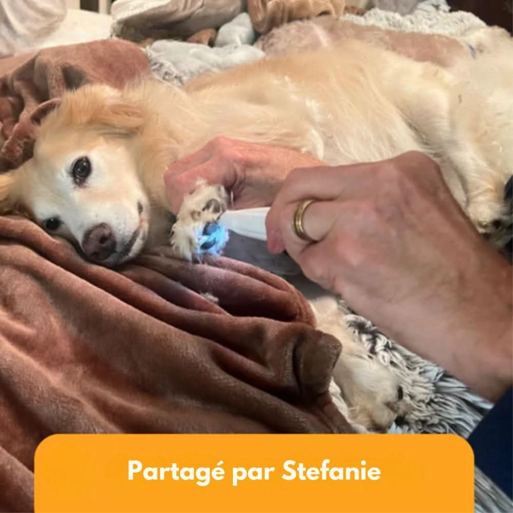 Tondeuse Silencieuse pour Chiens et Chats 7