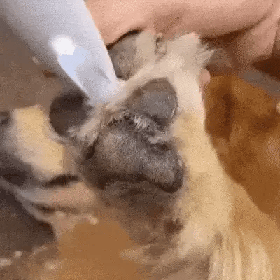 Tondeuse pour chiens Silencieuse et Ergonomique 2