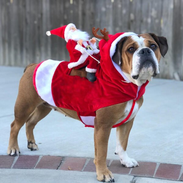 Vêtement Pour Chien De Noël Festif Confortable 0