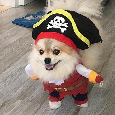 Costume Canin Pirate Amusant - blxckfr