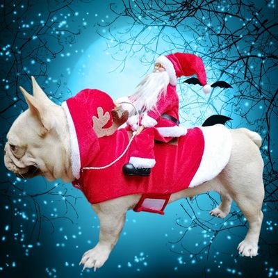 Costume chien de Noël Amusant - blxckfr