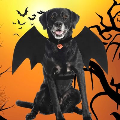 Costume pour chien amusant