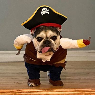 Costume Canin Pirate Amusant