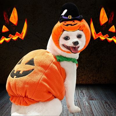 Costume de chien Citrouille Amusant - blxckfr