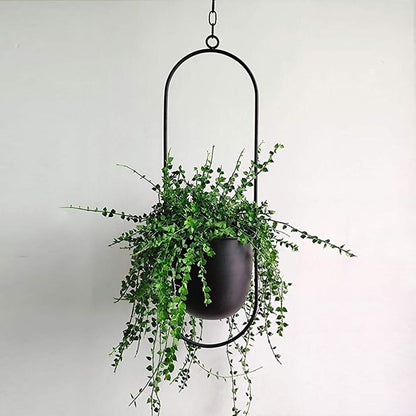 Cadre de Plante Élégant Murale